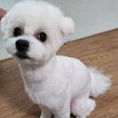 포도젤리 펫살롱 이미지