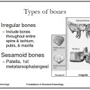 chapter 1. kinesiology 기초 이미지