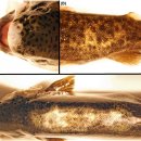 무지개송어의 그람양성간균 Carnobacterium maltaromaticum 이미지