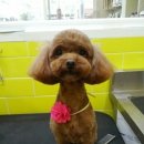 이뿌개 귀엽개 이미지