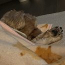 돌봄 | [당근알바] 반려동물돌봄 후기🐶