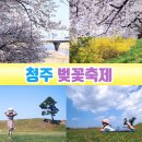 갑천우안도로 | 청주 벚꽃축제 푸드트럭, 청주 가볼만한곳 버꽃명소 무심천 볼거리 놀거리