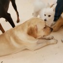 해피치 애견카페 이미지