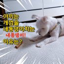 Puppy's Dream 이미지