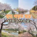 서부천 | 인천 계양구 벚꽃 명소 서부간선수로 꽃구경