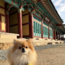 위드협동조합 | 댕스카우트 10월 활동 [댕닝맨: 면천읍성 헌터즈]