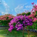 백일홍 - 안산시 단원구 부흥로 235 | 백일홍