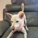 주식회사 동물의집 이미지