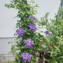 클레마티스 | 클레마티스 키우기 3년차 가드너의 겹클레마티스 정원아치 꽃종류