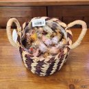 새순 | 천안불당동 꽃집 추천 새순 천안 솔직후기 [내돈내산]