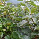 산너머강촌 이미지