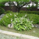 엄마곰탕 이미지