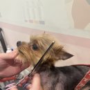 마이뷰티독 이마트 월계점 이미지