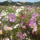 [가을] 2016년 축제 참고하세요~~!! 이미지