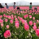 튤립 이미지