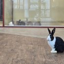 최승구 흑염소 사육장 | 강원도 평창 놀거리 동물원 토끼의숲