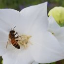 백필농장 이미지