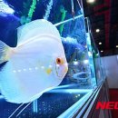 경기 관상어 이미지