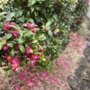 제주 서귀포 정방폭포 이미지