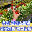 내지농장 | 용인 : 포레스트 벨 동물체험장 동물먹이체험 딸기농장 용인수확체험