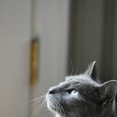 블루켄넬 이미지