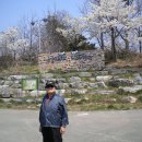 보견회 4월 벚꽃길 산책과 매헌기념관 방문 이미지