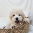 김해 강아지분양 베베몽 | 김해강아지분양 후기정리 꼬숑분양 선택 전 꼭 봤던 부분