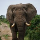 고흥-10호 이미지