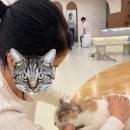 도도한 개냥이 | 마곡 고양이카페 부타캣 강서점 개냥이천국 내돈내산