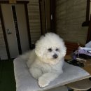 경주애견펜션 해피데이해피독 이미지