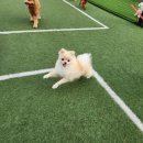 행복하댕 이미지