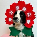 902댕스쿨 | 리얼 후기포함 동두천 애견호텔 902댕스쿨 어버이날 이벤트