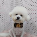 펫피파니 이미지