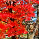 화북초등학교용화분교장 이미지