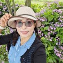 장터진땡이 | 광주전남가볼만한곳 팽나무10리길에피어난 수국 자산어보촬영지