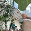 맘&키즈약국 | 강력한 항균력 어린이무불소치약 추천! 3세-12세 투투스 키즈 어린이치약