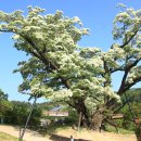 천곡 마을회관 이미지