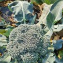 브로콜리 효능 및 재배방법 이미지