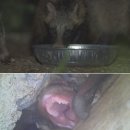 신혜농장 스포츠서울