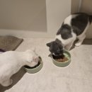 미미캣살롱&고양이호텔 이미지