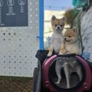 안면애견펜션프리독 | 🐶대전장거리 펫택시 괴정동 → 논산 프리독 애견 펜션 운행 후기!