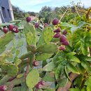 산성가축 | 스물네번째 식물 '표선의 담장 너머로 익은 보라빛 열매, 백년초'