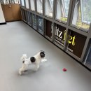 리츠펫 강남세곡점 이미지