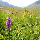 손바닥난초(Gymnadenia conopsea) 이미지