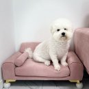 아이피댕
