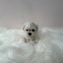 멍앤멍스 이미지