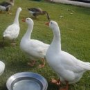 행복농장 6 이미지