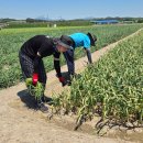 청통골프장 | 경북 영천시 신녕면 봄마음 마늘쫑 뽑기 체험과 영천시 청통면 '은해사' 한옥 '곡선커피' 카페 공유
