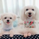 도그마미 네이버블로그