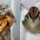 광주광역시야생동물구조관리센터 이미지